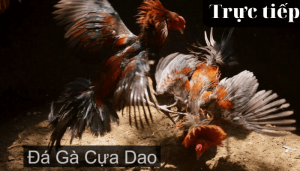 Khám phá đá gà cựa dao trực tiếp hấp dẫn nhất